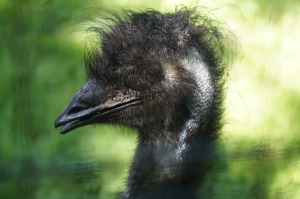 2015-zoo-emu-profile